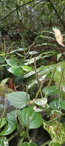 Foto de Peperômia