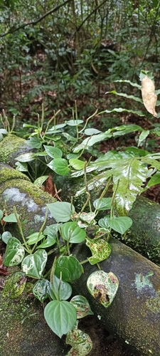 Foto de Peperômia