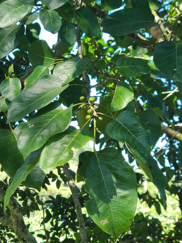 Foto de Gameleira