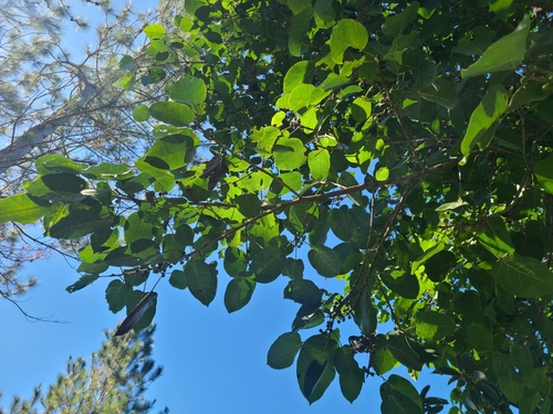 Foto de Gameleira