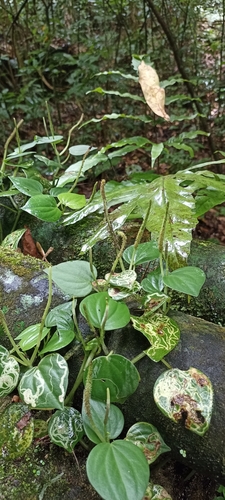 Foto de Peperômia