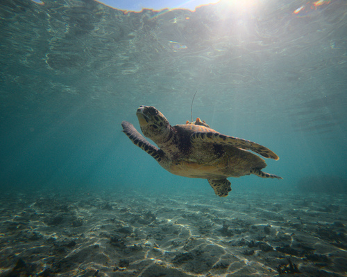 Hawksbill sea turtle