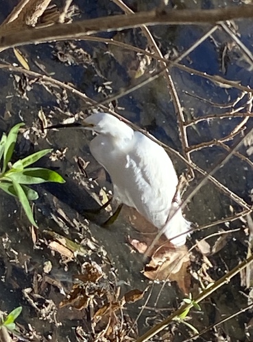 iNaturalist observation photo of Snowy Egret