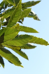 Castanopsis fissa, photograph author not stated, no rights reserved