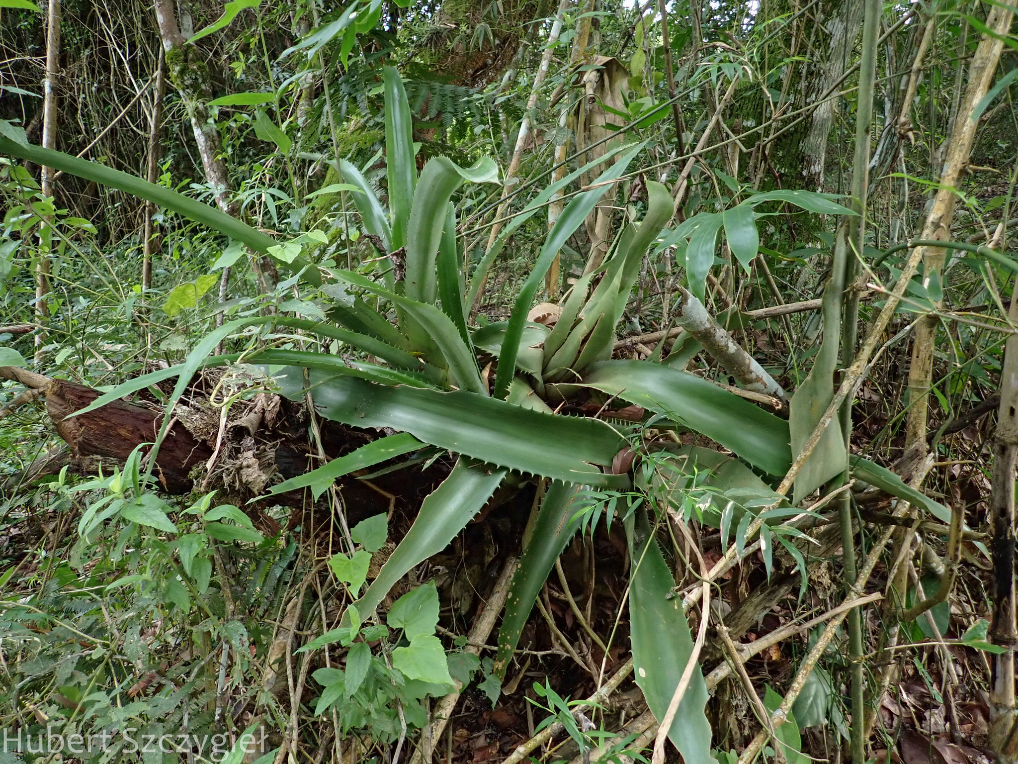 Imagem de Gravatá-de-fogo