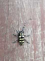 Anoplophora horsfieldii
