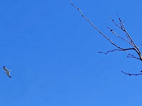 iNaturalist observation photo of Large White-headed Gulls