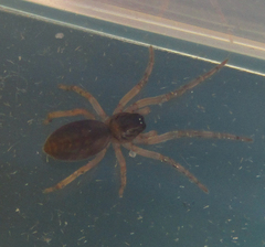 Araneae