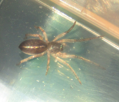 Araneae