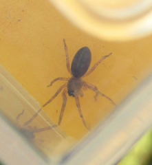 Araneae