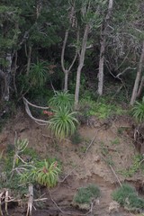 Aloe pluridens