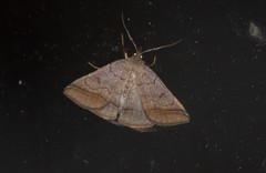 Zanclognatha lunalis