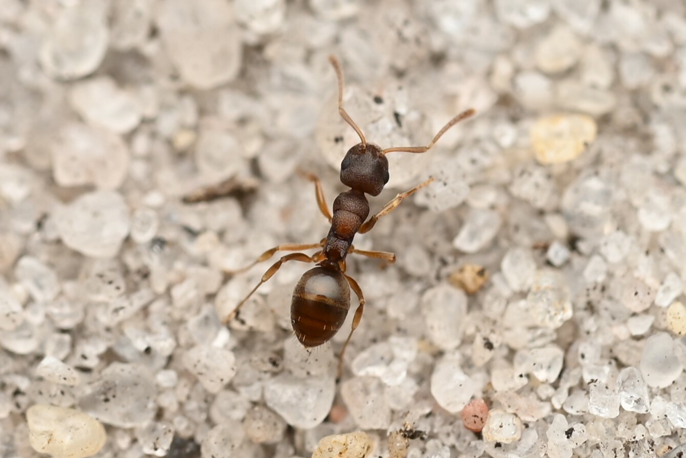 Stigmacros punctatissima