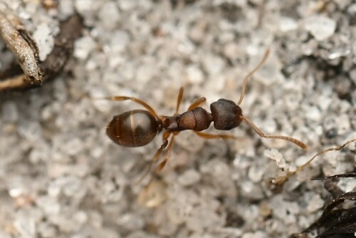 Stigmacros punctatissimaStigmacros punctatissima