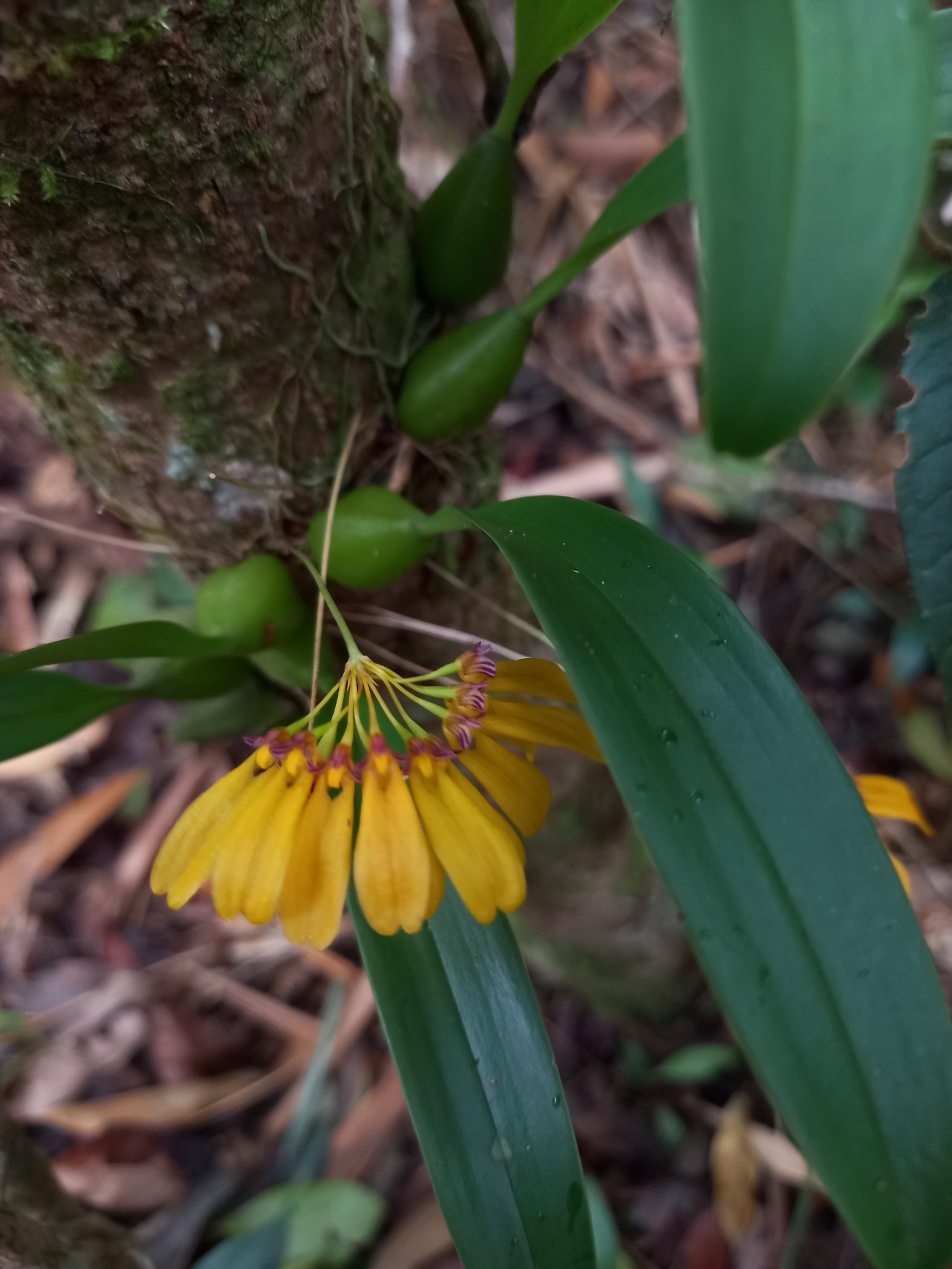 Bulbophyllum tigridum (Bulbophyllum tigridum)