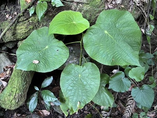 Foto de Capeba