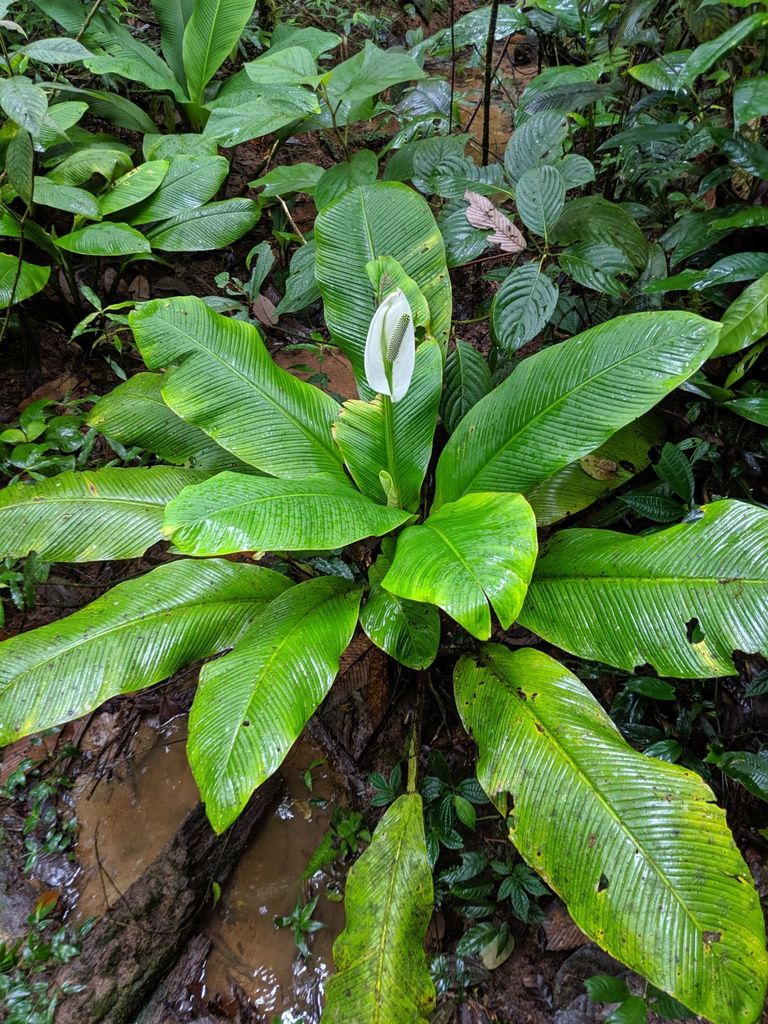 Spathiphyllum