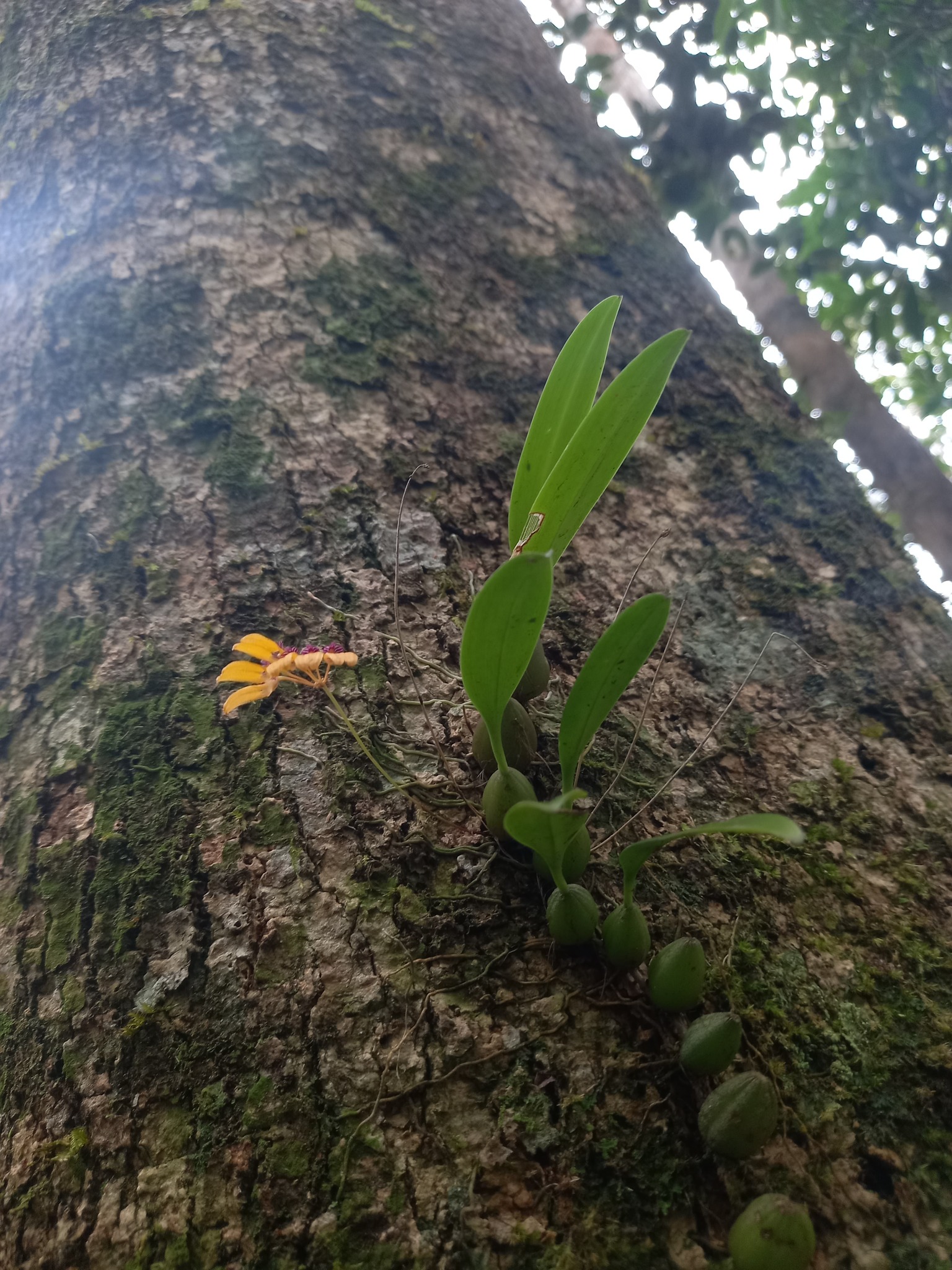 Bulbophyllum tigridum — ảnh 2
