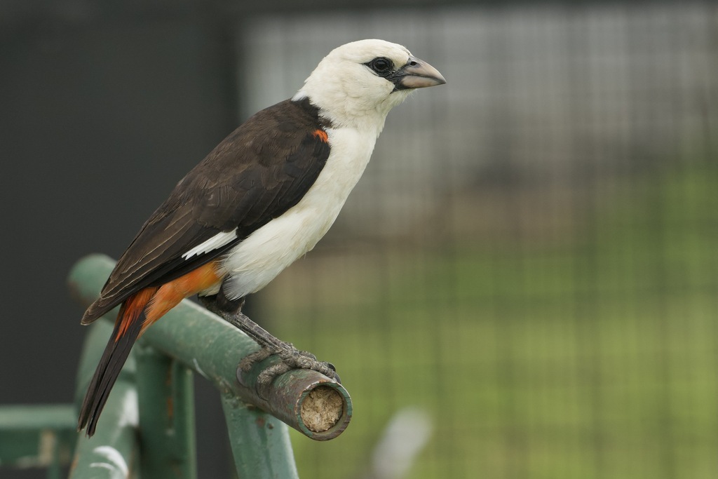 White-Headed Buffalo-Weaver