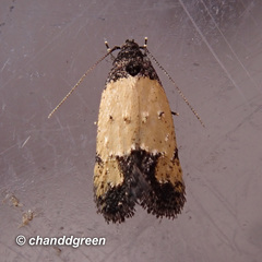 Tyrolimnas anthraconesa