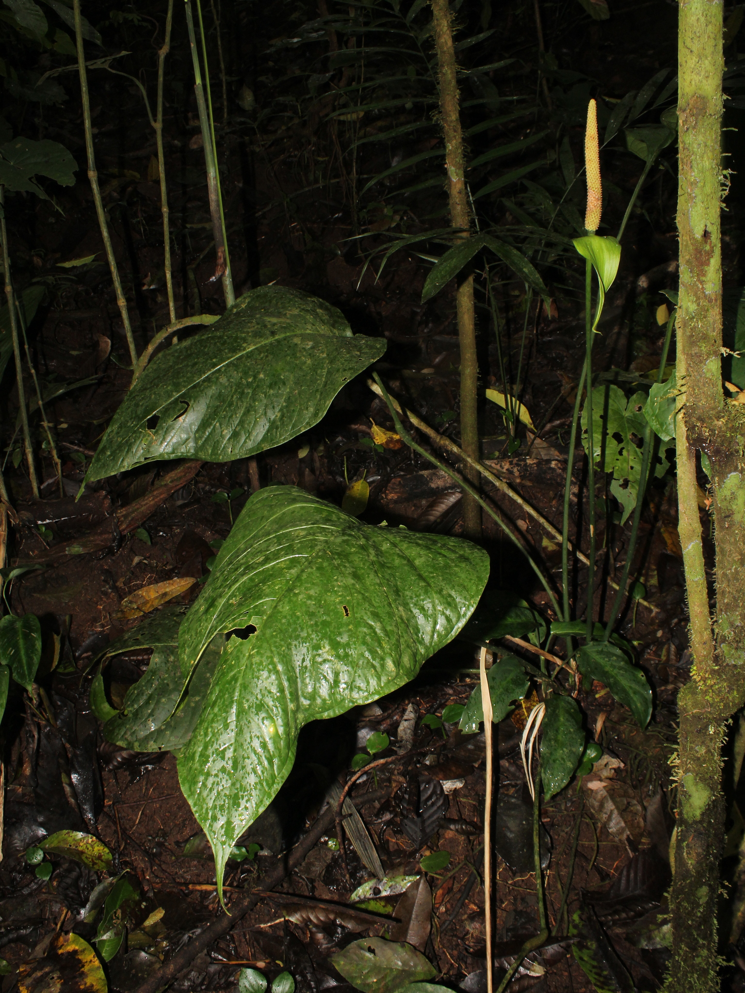 Anthurium oerstedianum Schott