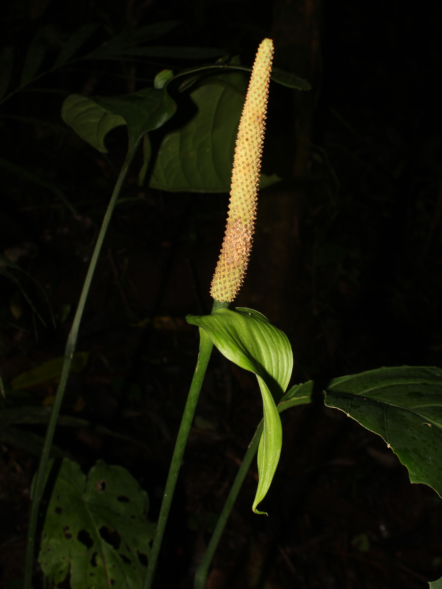 Anthurium oerstedianum Schott 2