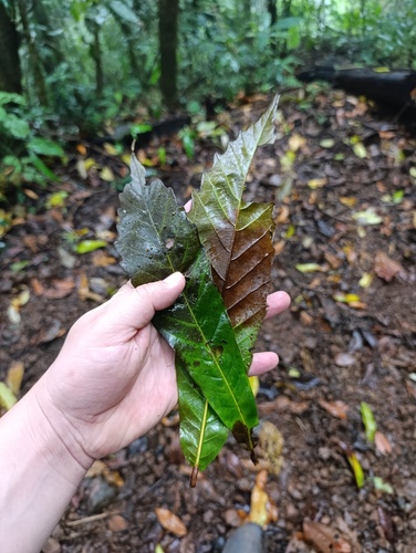 Quercus corrugata - Fresh and dried leaves held for comparison, showing venation and margin