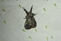 Dasychira vagans
