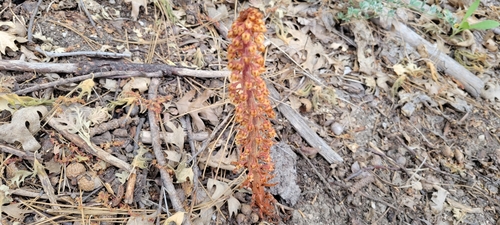 iNaturalist observation photo of woodland pinedrops