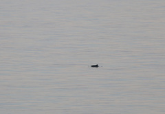 Phocoena phocoena vomerina