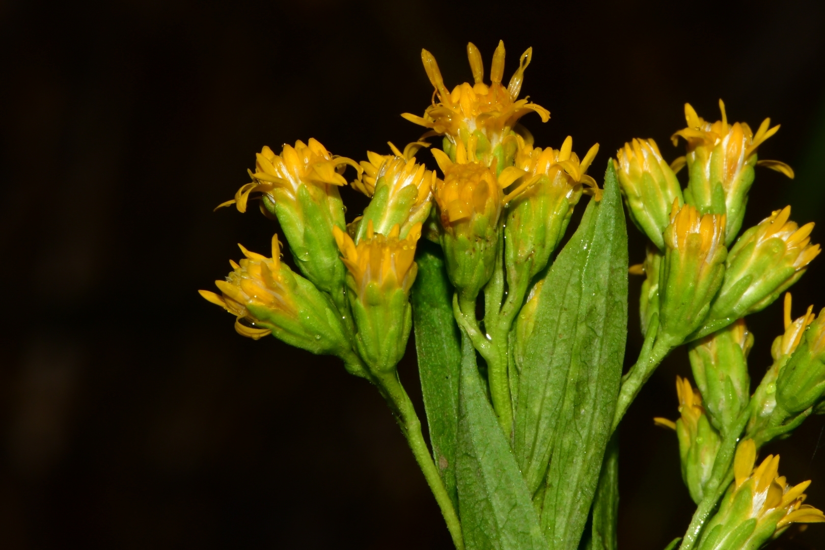 Imagem de Arnica