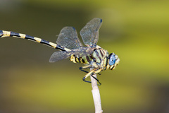 Ictinogomphus ferox