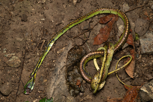Pacific Coast Parrot Snake