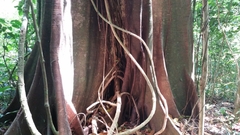 Image of Ficus aurea