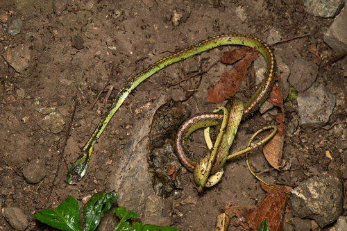 Pacific Coast Parrot Snake