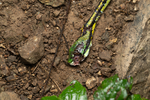 Pacific Coast Parrot Snake