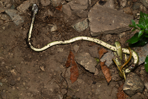 Pacific Coast Parrot Snake