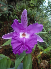 Sobralia macrantha