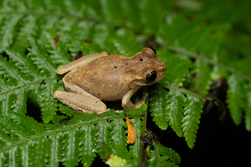 Juanita's Earless Treefrog, Charadrahyla juanitae