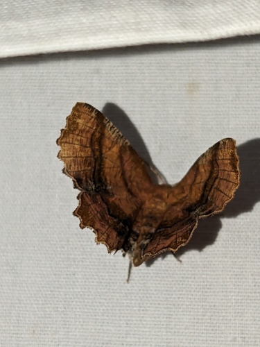 Scallop Moth photo 5