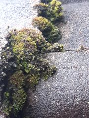 Bryopsida