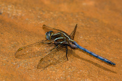 Orthetrum caffrum