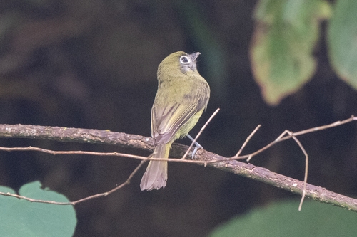 Eye-ringed Flatbill (Rhynchocyclus brevirostris), photo 10