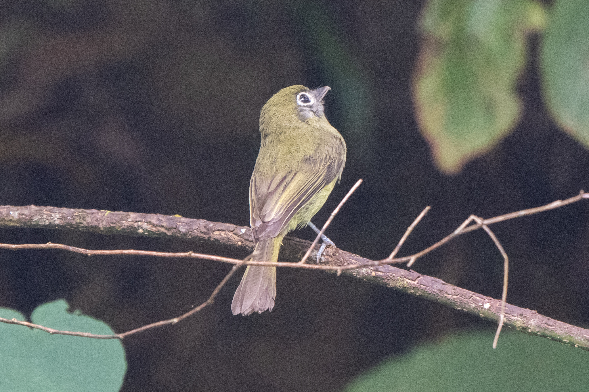 Eye-ringed Flatbill (Rhynchocyclus brevirostris), photo 10