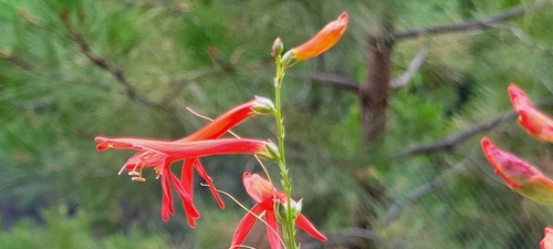 iNaturalist observation photo of San Gabriel beardtongue