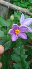 Solanum trilobatum