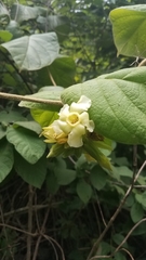Prestonia mexicana