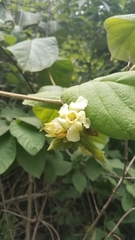 Prestonia mexicana