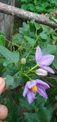 Solanum trilobatum