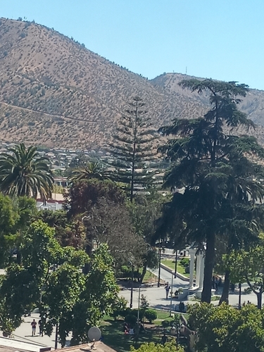 Foto de Pinheiro-de-Norfolk